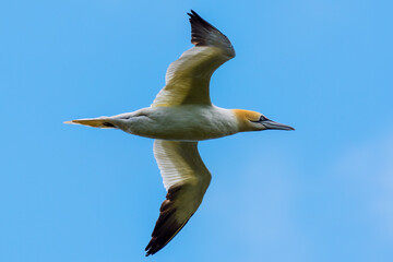 Gannet (Northern Gannet)