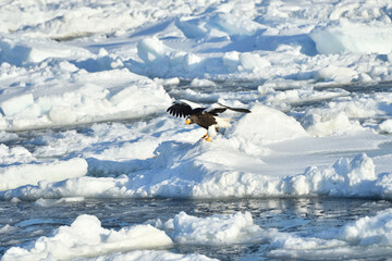 Fototapeta premium Bird watching with floating ices in winter