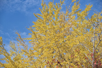 秋の黄色