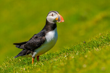 Atlantic puffin