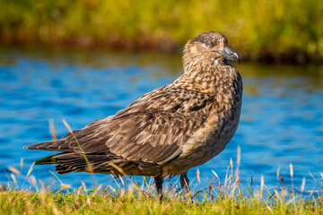 Great Skua (Bonxie)