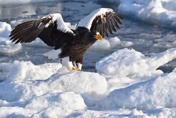 Bird watching with floating ices in winter