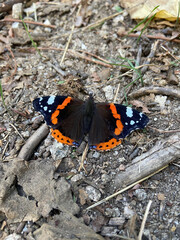Papillon noir et orange dans les Cévennes