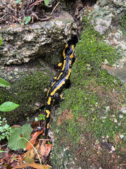 Salamandre jaune et noir dans les Cévennes
