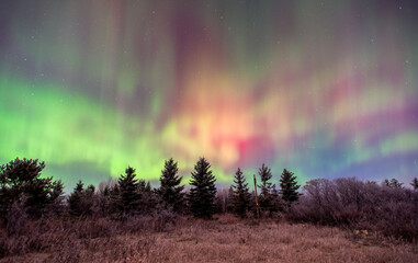 Aurora borealis over the trees