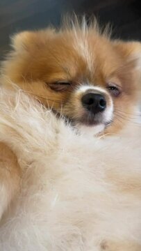 video of Pomeranian Spitz dog cute lovely pose smiling fluffy Pomerania spitz with rounded face, very happy good for background content