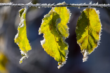 Three frosted winter foliage of blackthorn or sloe (Prunus spinosa) a flowering plant in the rose...