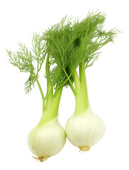 fennel and onion