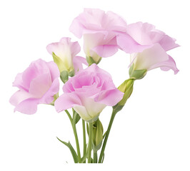 pink lisianthus isolated on white