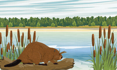 A beaver stands on the shore of a lake in the thickets of cattails. Realistic vector landscape