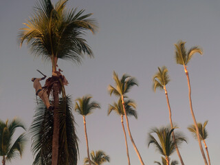 Homme grimpant sur un palmier avec une machette pour couper des branches. Punta Cana, République Dominicaine. - 689121139