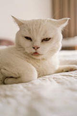 A sick Scottish cat is lying on the sofa. The cat is drooling due to illness.