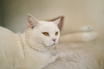 Portrait of a beautiful white cat. Cute Cat Portrait. Happy Pet. Gray Scottish Straight cat sleeping.Home scene