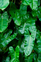Green Philodendron leaves, decoration.