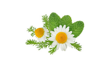 Chamomile flowers and mint leaves bunch isolated transparent png. White daisy in bloom and peppermint branch. Chamaemelum nobile herbal and mentha medicine plants. - obrazy, fototapety, plakaty