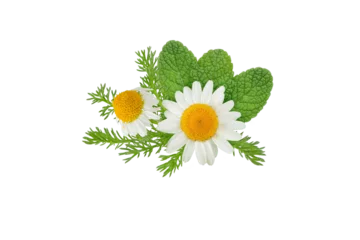 Schilderijen op glas Chamomile flowers and mint leaves bunch isolated transparent png. White daisy in bloom and peppermint branch. Chamaemelum nobile herbal and mentha medicine plants. © photohampster