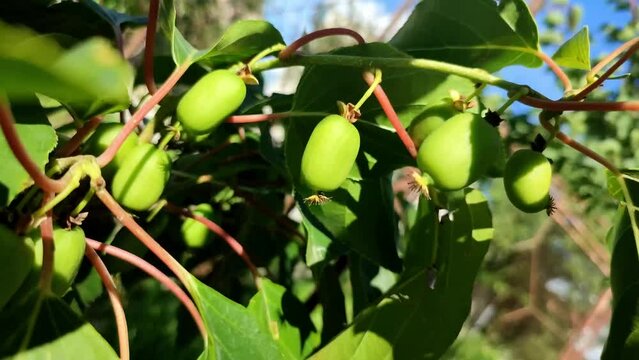 Actinidia arguta Rogow mini kiwi small green fruits plant growing in a garden