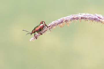 A frog leg beetle is foraging on a wild grass flower. These beautiful colored insects like rainbow...