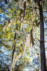 Tall tree draped with Spanish moss in Richmond Hill, Georgia, United States.
