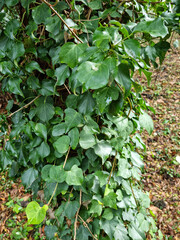 
This is a close-up image of an ivy vine.