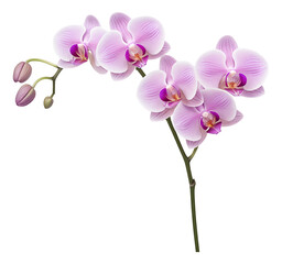 Naklejka na ściany i meble pink orchid isolated on white