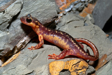 Karpathos-Salamander - Männchen // male of the  Karpathos salamander (Lyciasalamandra helverseni) - Insel Karpathos, Griechenland
