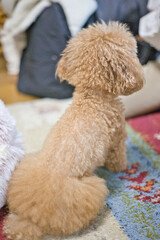 Toy poodle