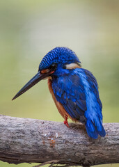 Blue eared kingfisher is perched while waiting for fish prey to be used as food