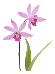 pink bletilla isolated on white