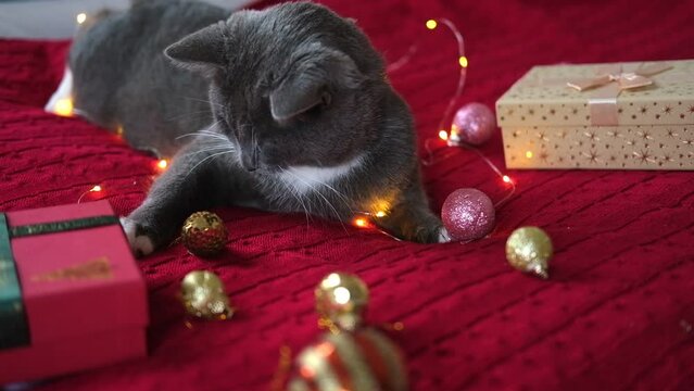 Kitten Sniffs and Chews a Garland on Red Knitted Blanket. Gift Box, Christmas Lights and Shiny Decoration Background. Gray Cat is Playing, Preparing to Celebration Xmas. Cute Pet. Funny Animals. Humor