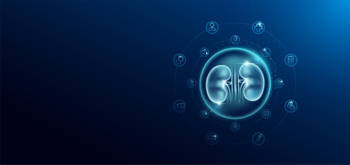 Medical health care. Human kidney in transparent bubbles surround with medical icon. Technology innovation healthcare hologram organ on dark blue background. Banner empty space for text. Vector. - obrazy, fototapety, plakaty