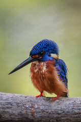 Blue eared kingfisher is perched while waiting for fish prey to be used as food