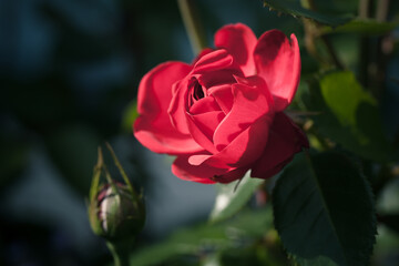 Red rose flower is over blurred dark background, macro photo