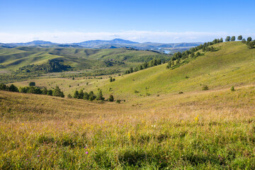 Fototapeta premium Hills with green grass and trees, summer landscape photo of Altai