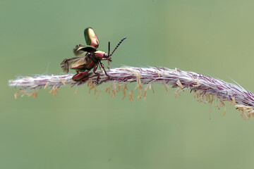 A frog leg beetle is foraging on a wild grass flower. These beautiful colored insects like rainbow...