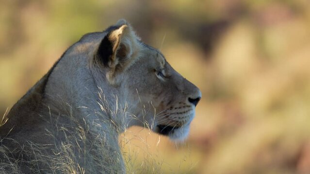 4k 30p footage of a female lion or lioness (Panthera leo) in typical Karoo habitat. Western Cape. South Africa
