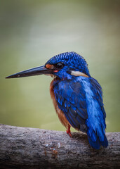 Blue eared kingfisher is perched while waiting for fish prey to be used as food