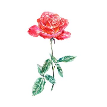 Red vertical rose, green leaves. Watercolor illustration isolated on white background. Valentines Day greeting cards, wedding invitations, covers.
