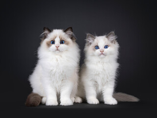 2 Adorable seal and blue bicolor Ragdoll cat kittens, sitting beside each other. Looking towards camera with blue eyes. Isolated on a black background.