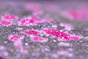 dew drps on the leaf