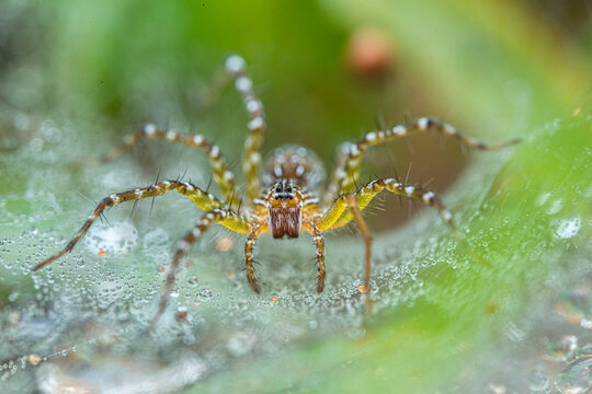 Spider macro image