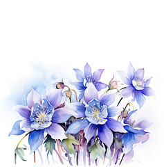 Watercolor Columbine Flower Art on White Background with copy space