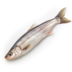 Obraz premium Professional food photography of Whiting, isolated on white background, Whiting isolated on white background