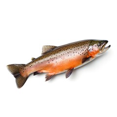 Professional food photography of Trout, isolated on white background, Trout isolated on white background