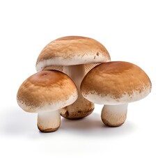 Professional food photography of Mushroom, isolated on white background, Mushroom isolated on white background
