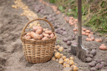 Harvest of potato on private garden. Basket full of fresh potato gigged out the ground near spade