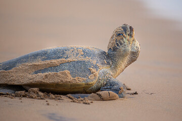 Turtle taking oxigen 