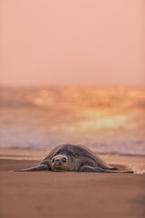 turtle in the sea shore for nesting