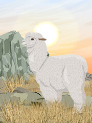 An alpaca stands near a rocky hill in a steppe with dry grass and stones. Vector realistic vertical landscape