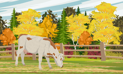 Cow in the pasture. A clearing in front of a bright autumn forest. Farm and farm animals. Realistic vector landscape